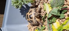 Horsfield : young approx 18 months old (Pebble)